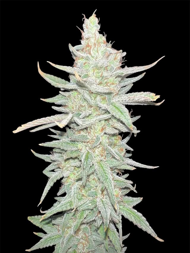 Bud de Pussy Kush em fase de floração, coberto de tricoma