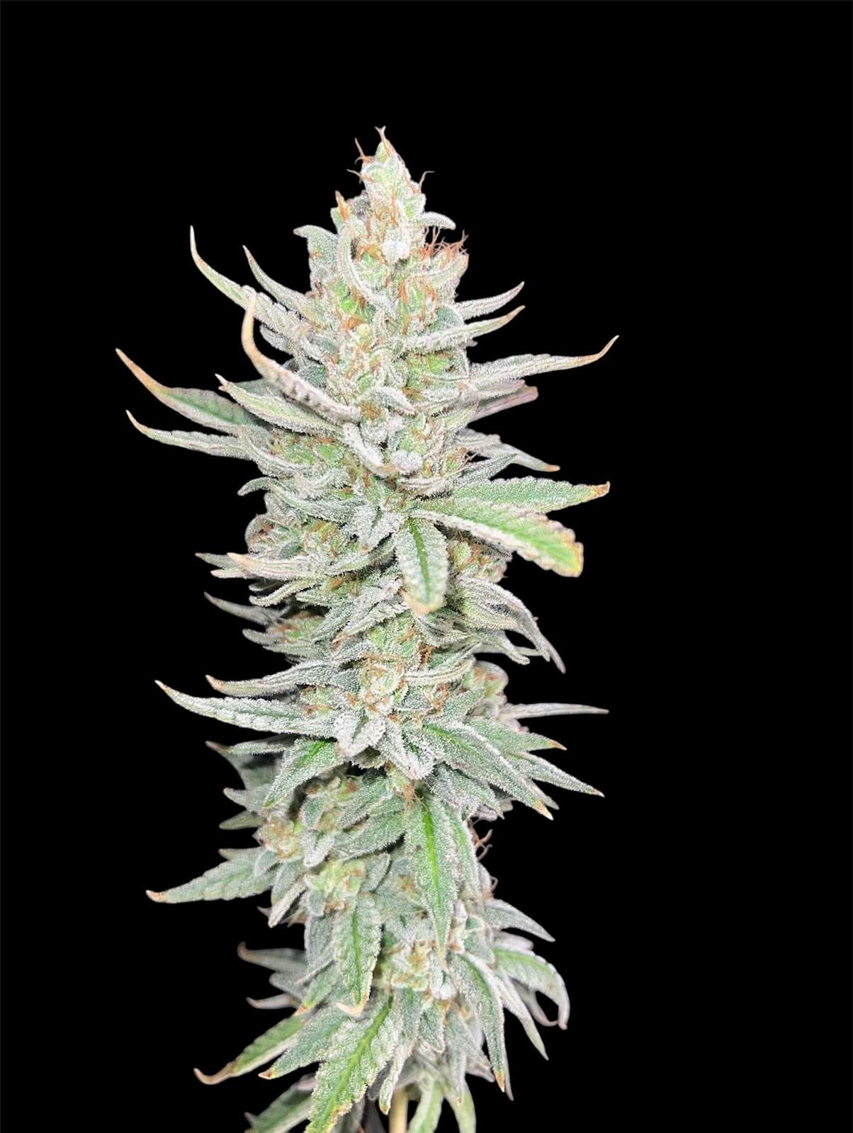 Detalhe macro do bud de Pussy Kush em cultivo